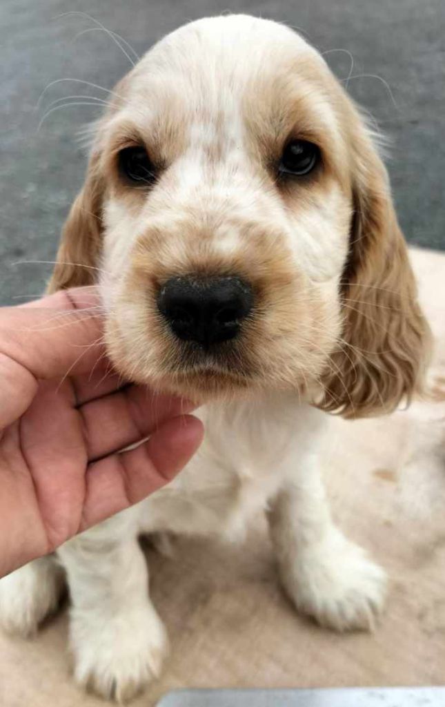 Du Clos Aux Diables - Chiot disponible  - Cocker Spaniel Anglais