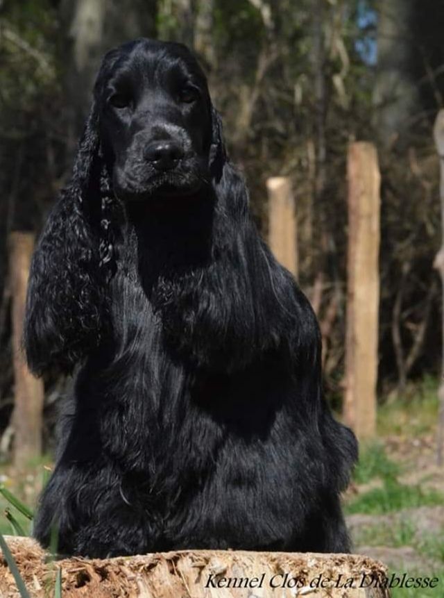 Ruby roundhouse Du Clos Aux Diables